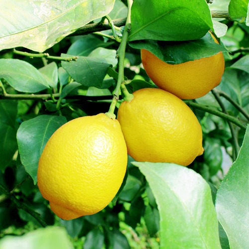 무농약 레몬 제주 레몬
