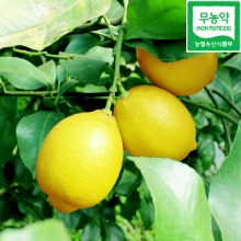 제주 무농약 레몬 / 무농약 청레몬 그린레몬